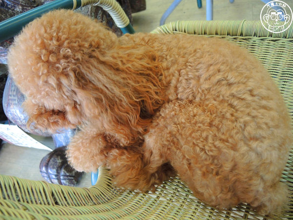 美美博士碳烤三明治:呷飽祙【新北三重・阿良博士碳烤三明治(美美博士)】食尚玩家報導