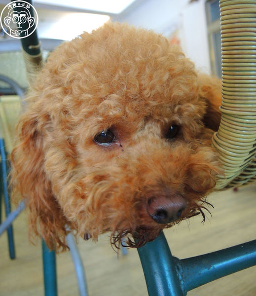 美美博士碳烤三明治:呷飽祙【新北三重・阿良博士碳烤三明治(美美博士)】食尚玩家報導