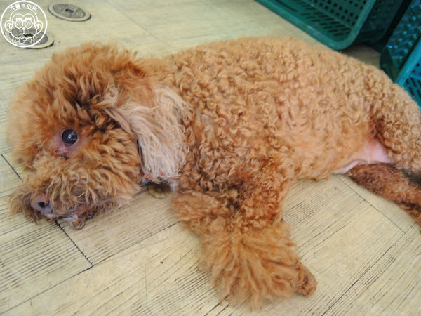 美美博士碳烤三明治:呷飽祙【新北三重・阿良博士碳烤三明治(美美博士)】食尚玩家報導