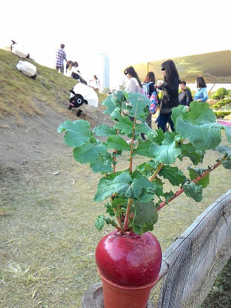 中央公園站:野放吉羊幸福久久~