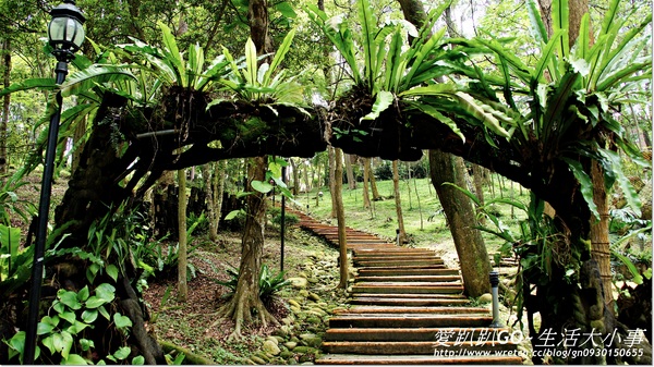 西湖渡假村：【苗栗/三義】穿越時空~來到侏儸紀恐龍時期