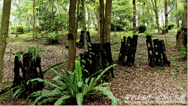 西湖渡假村：【苗栗/三義】穿越時空~來到侏儸紀恐龍時期