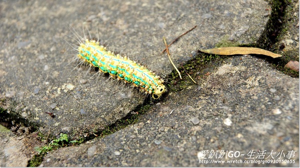 西湖渡假村：【苗栗/三義】穿越時空~來到侏儸紀恐龍時期