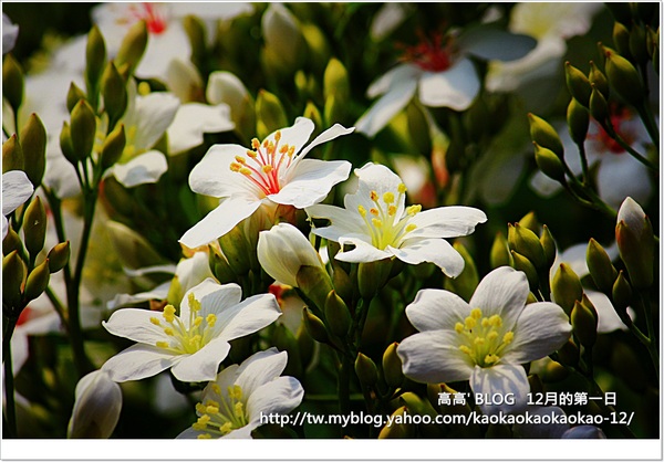西湖渡假村：[苗栗] 三義。四月雪紛飛～浪漫桐花開