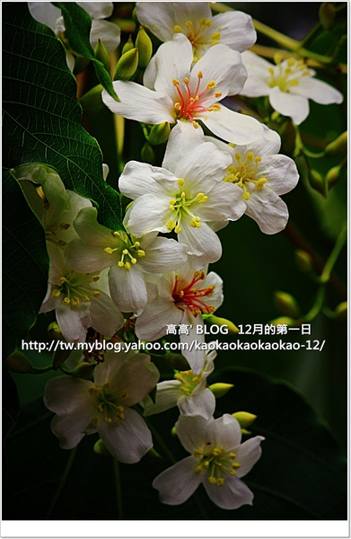 西湖渡假村：[苗栗] 三義。四月雪紛飛～浪漫桐花開