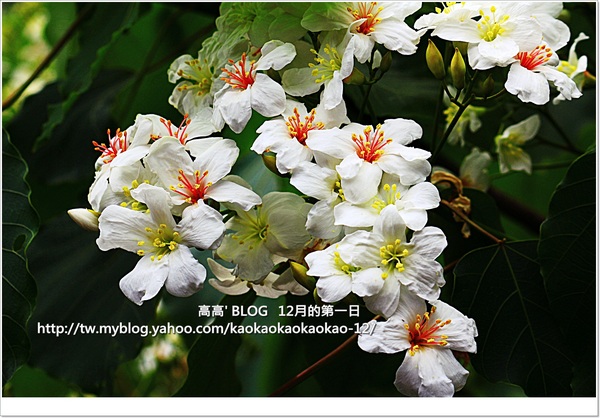 西湖渡假村：[苗栗] 三義。四月雪紛飛～浪漫桐花開