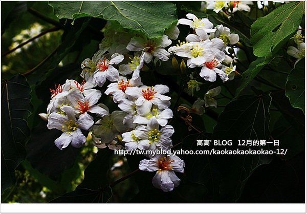 西湖渡假村：[苗栗] 三義。四月雪紛飛～浪漫桐花開