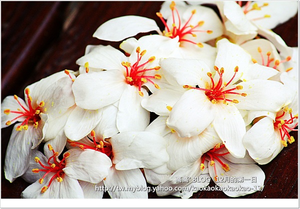 西湖渡假村：[苗栗] 三義。四月雪紛飛～浪漫桐花開