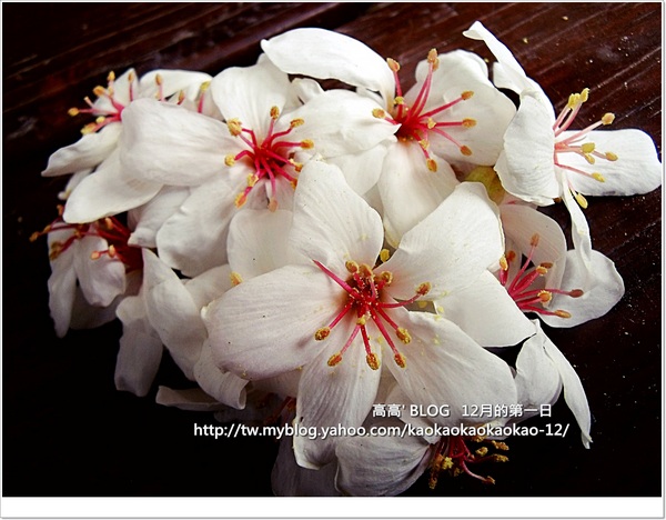 西湖渡假村：[苗栗] 三義。四月雪紛飛～浪漫桐花開