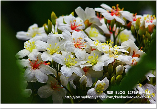 西湖渡假村：[苗栗] 三義。四月雪紛飛～浪漫桐花開