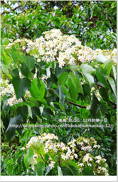 西湖渡假村：[苗栗] 三義。四月雪紛飛～浪漫桐花開