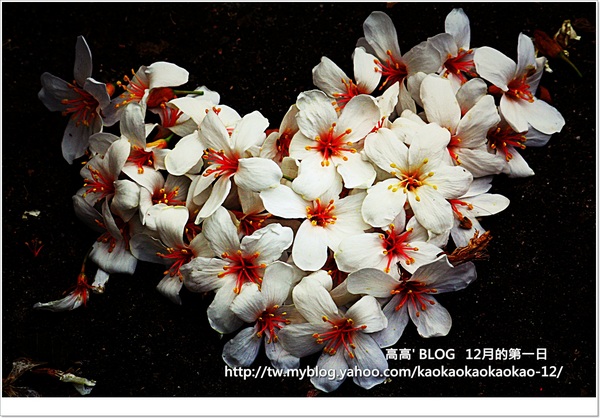 西湖渡假村：[苗栗] 三義。四月雪紛飛～浪漫桐花開