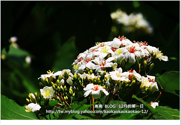 西湖渡假村：[苗栗] 三義。四月雪紛飛～浪漫桐花開