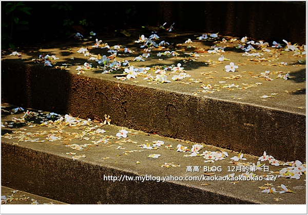西湖渡假村：[苗栗] 三義。四月雪紛飛～浪漫桐花開