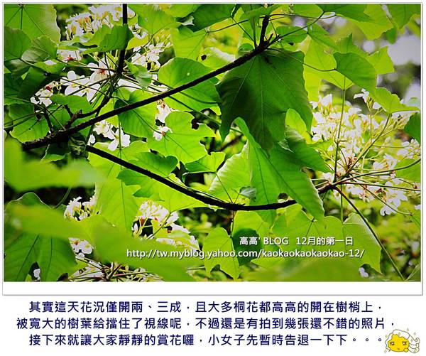 西湖渡假村：[苗栗] 三義。四月雪紛飛～浪漫桐花開