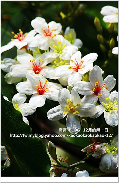 西湖渡假村：[苗栗] 三義。四月雪紛飛～浪漫桐花開