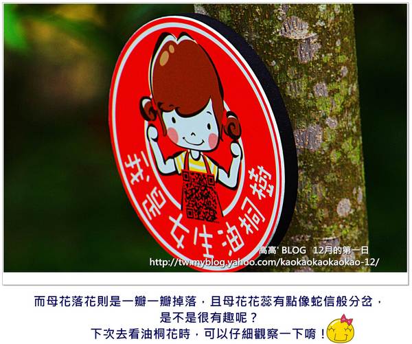 西湖渡假村：[苗栗] 三義。四月雪紛飛～浪漫桐花開