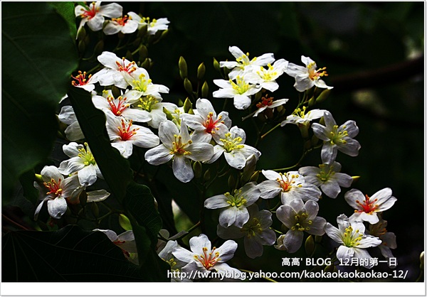 西湖渡假村：[苗栗] 三義。四月雪紛飛～浪漫桐花開