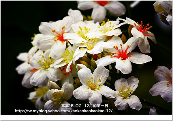 西湖渡假村：[苗栗] 三義。四月雪紛飛～浪漫桐花開