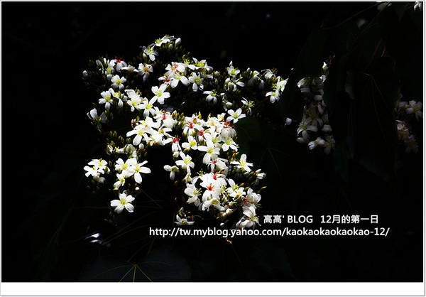 西湖渡假村：[苗栗] 三義。四月雪紛飛～浪漫桐花開