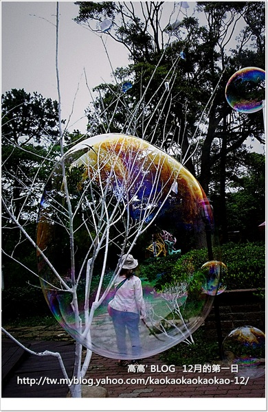 西湖渡假村：[苗栗] 三義。四月雪紛飛～浪漫桐花開