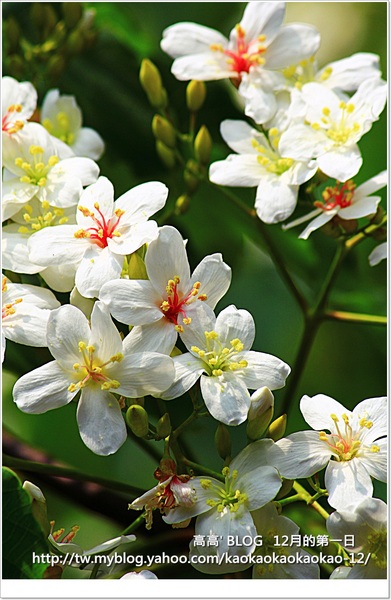 西湖渡假村：[苗栗] 三義。四月雪紛飛～浪漫桐花開