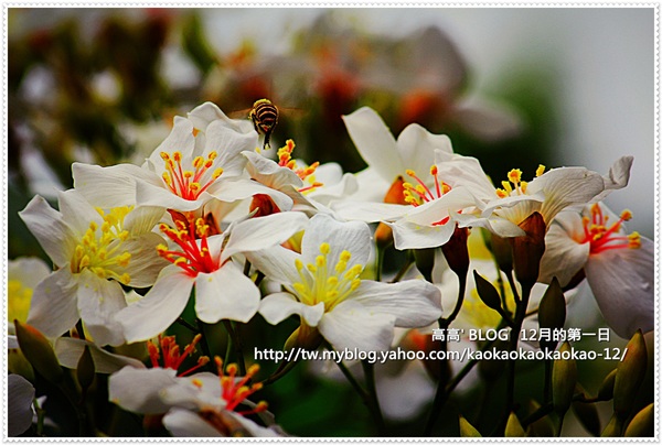 西湖渡假村：[苗栗] 三義。四月雪紛飛～浪漫桐花開