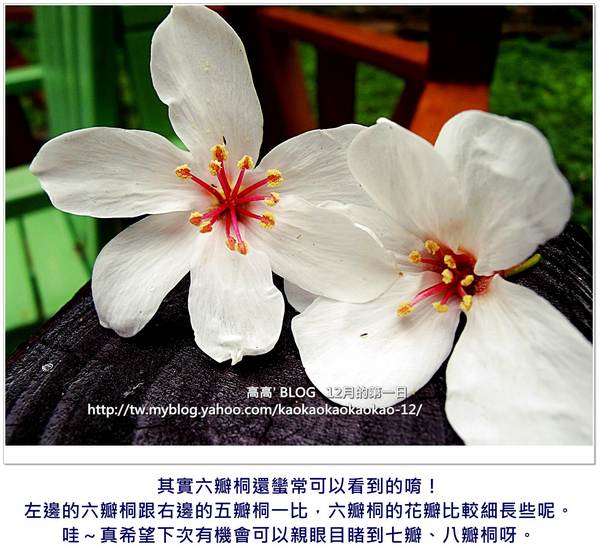 西湖渡假村：[苗栗] 三義。四月雪紛飛～浪漫桐花開