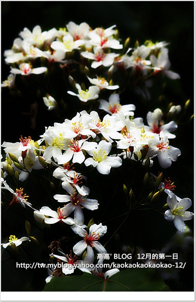 西湖渡假村：[苗栗] 三義。四月雪紛飛～浪漫桐花開