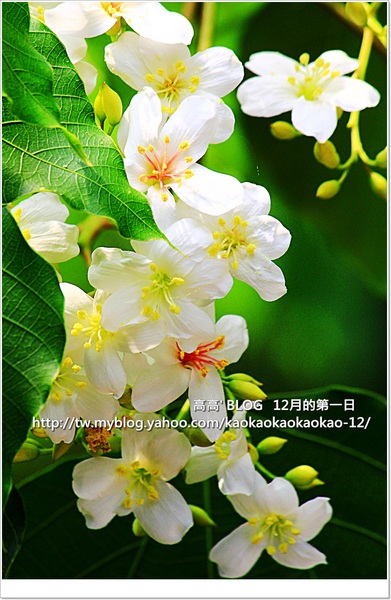 西湖渡假村：[苗栗] 三義。四月雪紛飛～浪漫桐花開