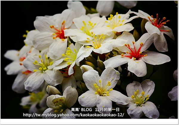 西湖渡假村：[苗栗] 三義。四月雪紛飛～浪漫桐花開