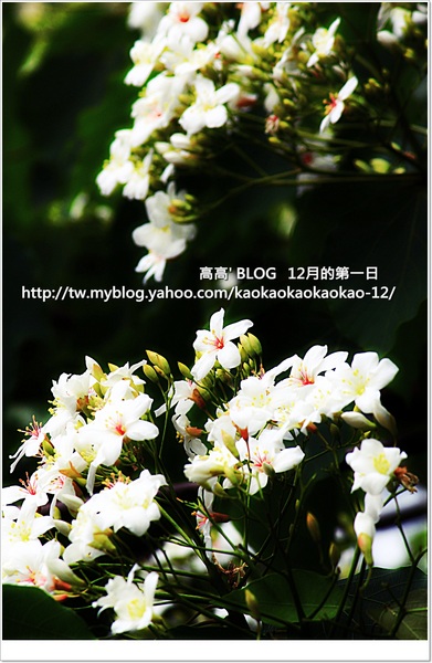 西湖渡假村：[苗栗] 三義。四月雪紛飛～浪漫桐花開