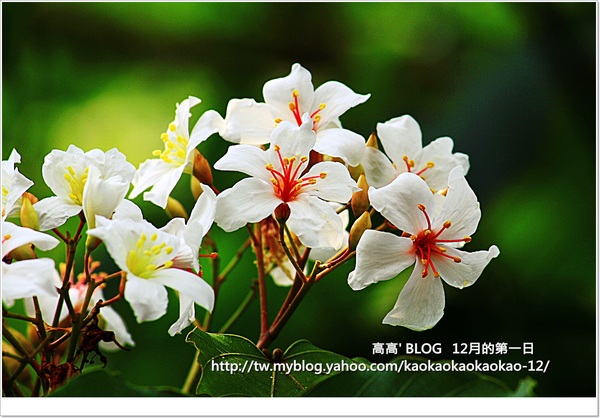 西湖渡假村：[苗栗] 三義。四月雪紛飛～浪漫桐花開