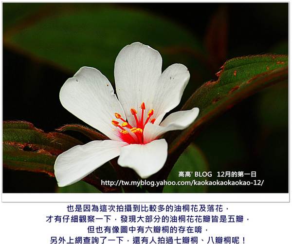 西湖渡假村：[苗栗] 三義。四月雪紛飛～浪漫桐花開