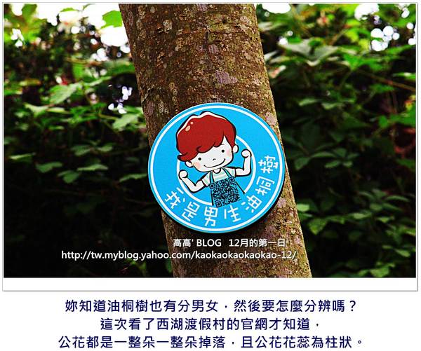 西湖渡假村：[苗栗] 三義。四月雪紛飛～浪漫桐花開