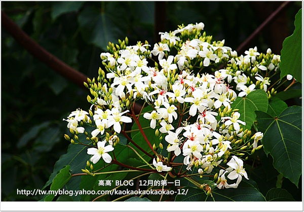 西湖渡假村：[苗栗] 三義。四月雪紛飛～浪漫桐花開