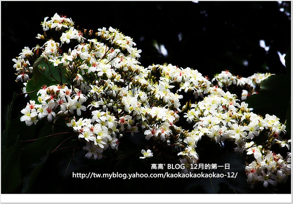 西湖渡假村：[苗栗] 三義。四月雪紛飛～浪漫桐花開