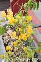 梅子夢工場：東埔、水里遊之四．梅子夢工廠