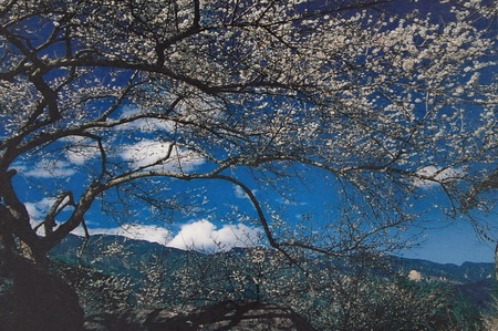 梅子夢工場：東埔、水里遊之四．梅子夢工廠