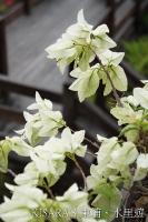 梅子夢工場：東埔、水里遊之四．梅子夢工廠