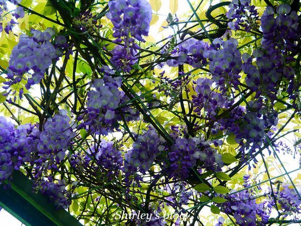 淡水老街:淡水老街邂逅紫藤花