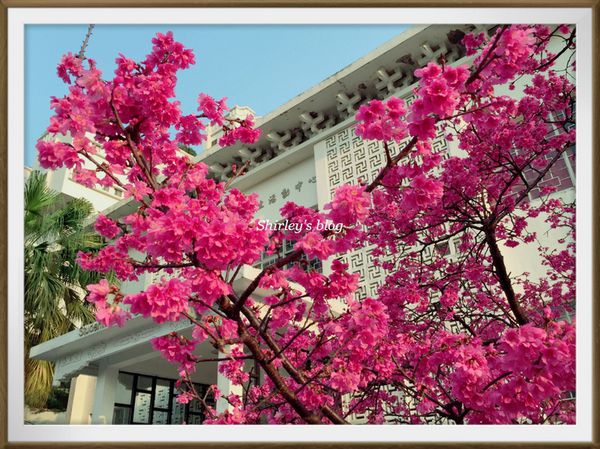 淡水老街：淡水小鎮邂逅櫻花散策