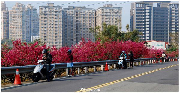 淡水老街：淡水小鎮邂逅櫻花散策