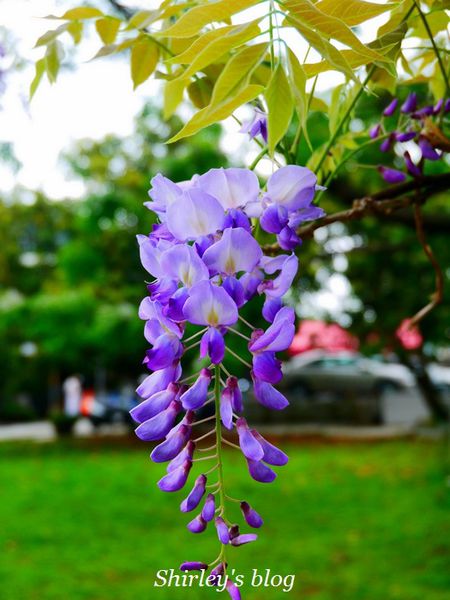 淡水老街:淡水老街邂逅紫藤花