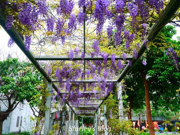 淡水老街:淡水老街邂逅紫藤花