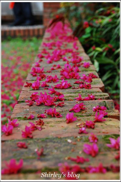 淡水老街：淡水小鎮邂逅櫻花散策