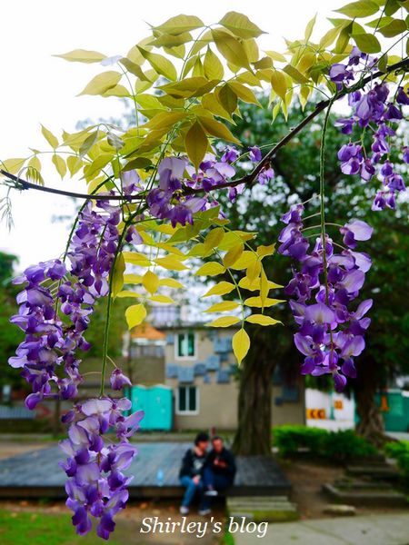 淡水老街:淡水老街邂逅紫藤花