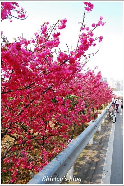 淡水老街：淡水小鎮邂逅櫻花散策