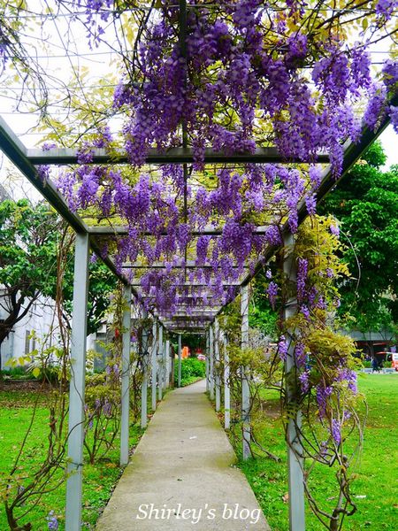 淡水老街:淡水老街邂逅紫藤花