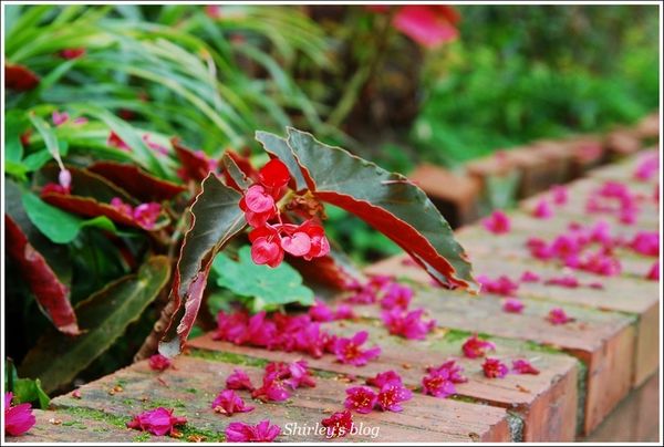 淡水老街：淡水小鎮邂逅櫻花散策